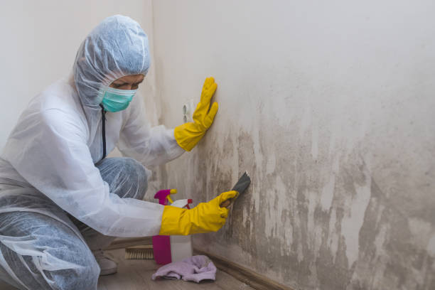 Best Basement Mold Remediation in Eagan, MN