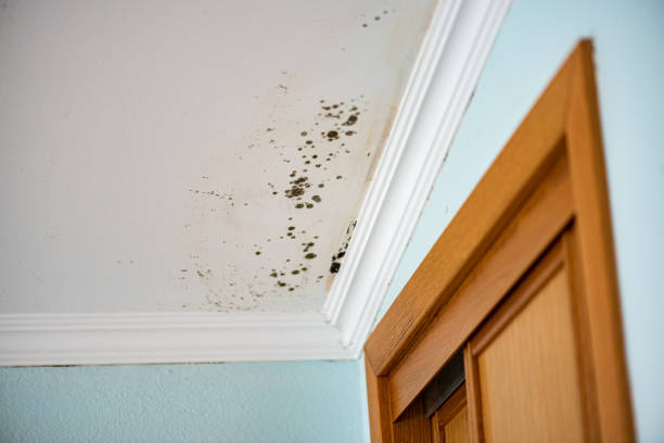 Best White Mold Remediation in Eagan, MN