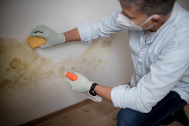 Best Bathroom Mold Remediation in Eagan, MN